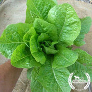 Lettuce Seeds - Jericho - Organic