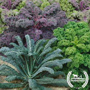 Kale Seeds - Garden Blend - Organic