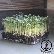 Kale - Black Tuscan aka Lacinato or Dinosaur (Organic) - Microgreens Seeds