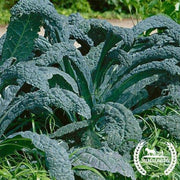 Kale Seeds - Black Tuscan Lacinato or Dinosaur (Organic)