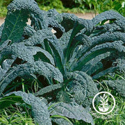 Kale Seeds - Black Tuscan (Lacinato)