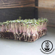 Kale - Red Russian - Microgreens Seeds