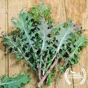 Kale Seeds - Red Russian - Organic