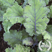 Kale Seeds - Scarlet - Organic