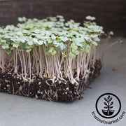 Kale - Vates Blue Scotch Curled - Microgreens Seeds (Organic)