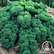 Kale Seeds - Vates Blue Scotch Curled