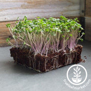 Kale Seeds - White Russian - Microgreens