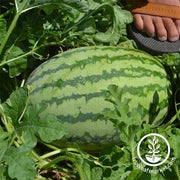 Watermelon Seeds - Picnic - Striped Klondike Blue Ribbon