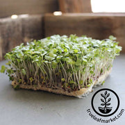 Kohlrabi - Purple Vienna - Microgreens Seeds