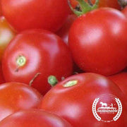 Tomato Seeds - Cherry - Large Red Cherry (Organic)