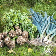 Leek Seeds - Giant Musselburgh