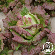 Lettuce Seeds - Batavian - Chrystal