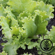 Lettuce Seeds - Batavian, Great Lakes 118