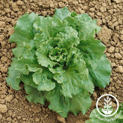 Lettuce Seeds - Batavian - Nevada