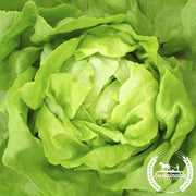 Lettuce Seeds - Butterhead - Buttercrunch (Organic)