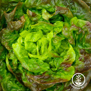 Lettuce Seeds - Butterhead - Bronze Mignonette