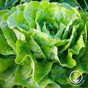 Lettuce Seeds - Butterhead - Kagraner Sommer