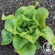 Lettuce Seeds - Butterhead - Optima