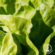 Lettuce Seeds - Butterhead - White Boston