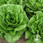 Lettuce Seeds - Crisphead - Blonde De Paris