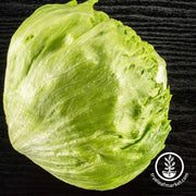 Lettuce Seeds - Coolguard