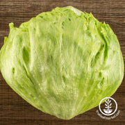 Lettuce Seeds - Crisphead - Great Lakes Mesa 659