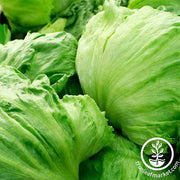 Lettuce Seeds - Crisphead - Iceberg