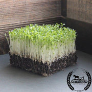 Lettuce - Gourmet Mixture - Microgreens Seeds