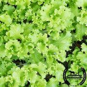 Lettuce Seeds - Black Seeded Simpson - Organic