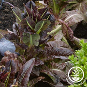 Lettuce Seeds - Leaf - Deer Tongue - Really Red