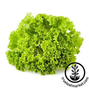 Lettuce Seeds - Leaf - Green Ice