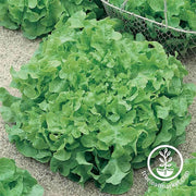 Lettuce Seeds - Leaf - Salad Bowl Green