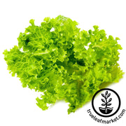 Lettuce Seeds - Leaf - Lollo Bionda