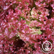 Lettuce Seeds - Leaf - Lollo Rosso