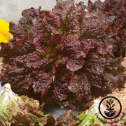 Lettuce Seeds - Leaf - Merlot (Organic)