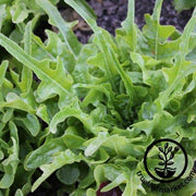 Lettuce Seeds - Leaf - Royal Oakleaf