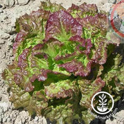 Lettuce Seeds - Leaf - Prizehead