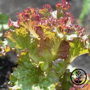 Lettuce Seeds - Leaf - Red Sails