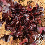 Lettuce Seeds - Leaf - Salad Bowl Red