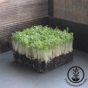 Lettuce Leaf - Lollo Rosso (Organic) - Microgreens Seeds