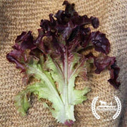 Lettuce Seeds - Red Oakleaf - Organic