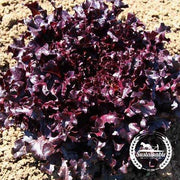 Lettuce Seeds - Red Salad Bowl - Organic