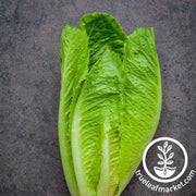 Lettuce Seeds - Romaine / COS - Dark Green Cos