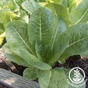 Lettuce Seeds - Romaine - Darlene