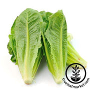 Lettuce Seeds - Romaine / COS - Petite Rouge