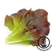 Lettuce Seeds - Romaine / COS - Rouge D'Hiver