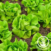 Lettuce Seeds - Summer Bibb