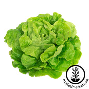 Lettuce Seeds - Tom Thumb