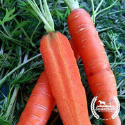 Carrot Seeds - Little Fingers - Organic