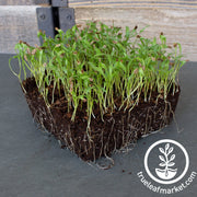 Lovage Seeds - Microgreens